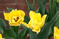 Tulipa 'Double Multiheaded Aquilla'