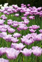 Tulipa 'Bleu Aimable' with Tulipa 'Blue Parrot'