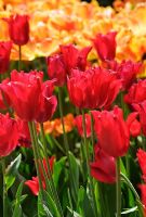 Tulip 'Red Shine'