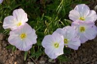 Oenothera speciosa 'Siskiyou'