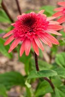 Echinacea purpurea 'Raspberry Truffle'