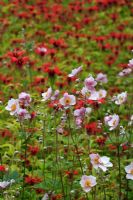 Anemone hupehensis 