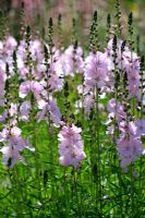 Sidalcea 'Elsie Heugh' - False Mallow