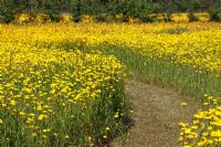 Path through wildflower meadow with Chrysanthemum segetum - Corn Marigolds