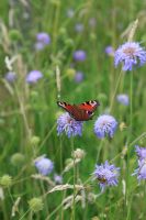 Peacock butterfly on Scabious - Pincushion Flower