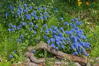 Veronica austriaca subsp. teucrium 'Crater Lake Blue'