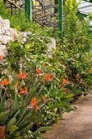 Strelitzia reginae in border between a gravelled pathway and a sheltering dry stone wall - Trauttmansdorff Castle, Merano, Italy