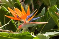 Strelitzia reginae - Bird of Paradise flower