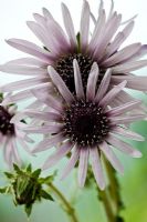 Berkheya purpurea 'Zulu Warrior Silver Spike', August
