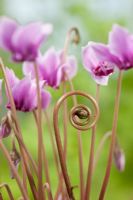 Cyclamen hederifolium, August