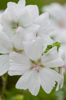 Malva moschata 'Alba', August