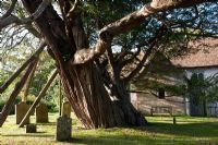 Taxus baccata - Ancient Yew Tree at Wilmington Saxon Celtic churchyard, Sussex, England, August
