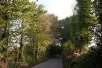 Ulmus procera - Common Elms with Dutch Elm Disease DED, Alfriston, East Sussex, August