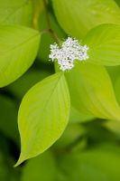 Cornus Alaba Aurea - Golden Dogwood 