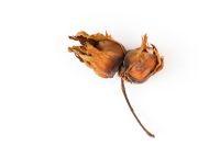 Cob Nuts on white background