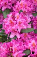 Rhododendron 'Delta'