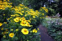 Helenium next to a path