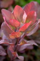 Cotinus Coggygria 'Old Fashioned'