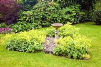 Feature Alchemilla Mollis around Bird Bath in summer 