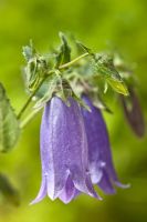 Campanula 'Summertime Blues', August
