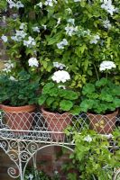 White Geraniums in pots in jardinere
