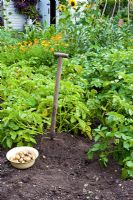 Potato bed just dug with fork and Potatoes in bowl

