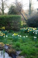 Narcissus grow wild in the garden - The Mill House, Wylye Valley, Wiltshire