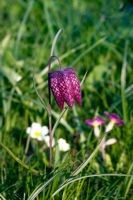 Fritillaria meleagris - Snakes Head Fritillary and Primulas naturalised in a lawn in spring - Mill House, Wylye Valley, Wiltshire