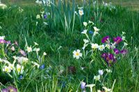 Primulas naturalised in a lawn in spring - Mill House, Wylye Valley, Wiltshire