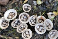 Cyathus olla - Field Birds Nest Fungi, close up view of fruiting bodies, Norfolk, UK, September