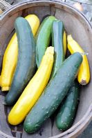 Courgettes and ridge Cucumbers in a wooden trug, UK, August