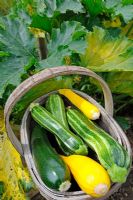 Wooden trug of freshly gathered Courgettes, Norfolk, England, July