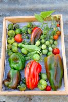 Wooden tray of Tomatoes and Peppers ripening on greenhouse staging, Norfolk, UK, October