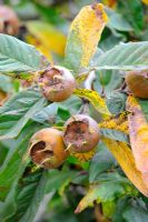 Mespilus germanica - Medlar - ripe fruit on tree, September, UK
 