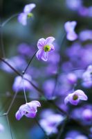 Thalictrum delavayii 'Splendide'