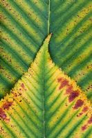 Aesculus x neglecta 'Erythroblastos' - Sunrise Horse Chestnut tree leaves pattern
