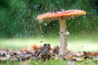 Rana Temporaria - Frog sat under a Fly Agaric Mushroom in the rain