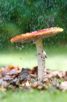 Rana Temporaria - Frog sat under a Fly Agaric Mushroom in the rain