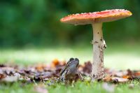 Rana Temporaria - Frog sat under a Fly Agaric Mushroom