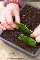 Taking leaf cuttings from Streptocarpus using the Midrib Cuttings method - Planting sections into tray of compost