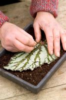 Taking leaf cuttings from a Begonia using the 'Leaf Slashing' method - Pinning leaf onto compost with a staple