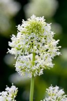 Centranthus ruber 'Albus' - White Valerian