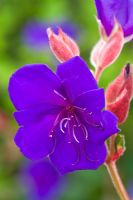 Tibouchina urvilleana AGM. Princess Flower, Glory Bush