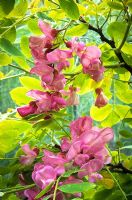 Robinia hispida - Rose Acacia Tree, Bristly Locust