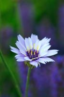 Catananche caerulea