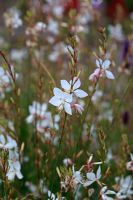 Gaura lindheimeri 'The Bride'