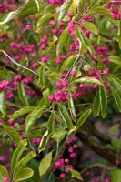 Euonymus phellomanus - Corktree or Spindle Bush
