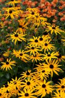 Rudbeckia fulgida 'City Garden'