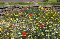Wildflower garden, with Corn Marigold, Cornflowers, Field Poppy, Chamomile daisies, 