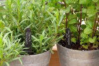 Eua de cologne Mint and French Tarragon growing in metal containers